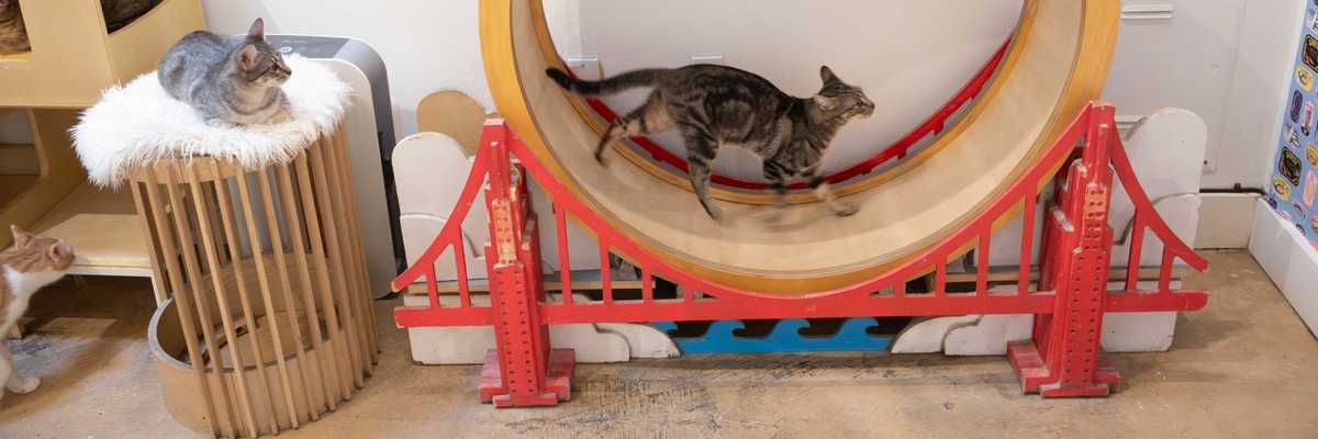 a cat running on a Golden Gate bridge-themed cat wheel while another watches while laying down