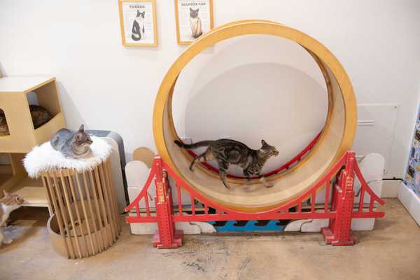 a cat running on a Golden Gate bridge-themed cat wheel while another watches while laying down