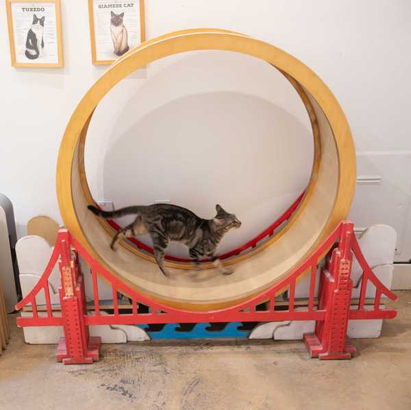 a cat running on a Golden Gate bridge-themed cat wheel while another watches while laying down