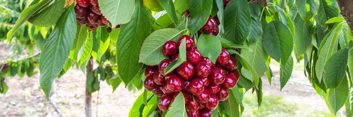 a close up of a cherry tree with huge clusters of red cherries