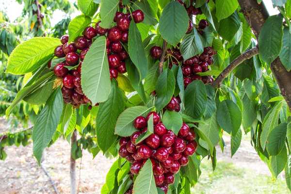 a close up of a cherry tree with huge clusters of red cherries