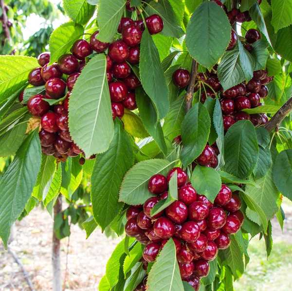 a close up of a cherry tree with huge clusters of red cherries