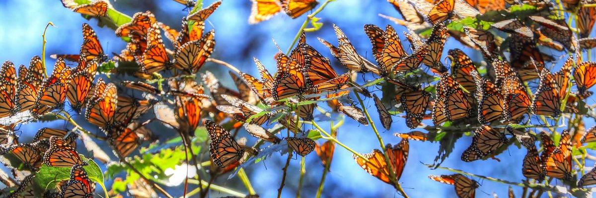 a cluster of dozens of orange and black monarch butterflies