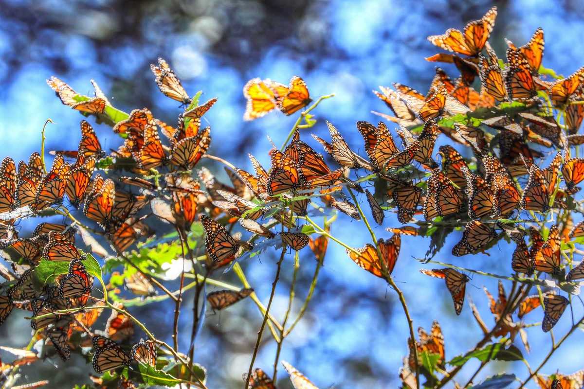 a cluster of dozens of orange and black monarch butterflies