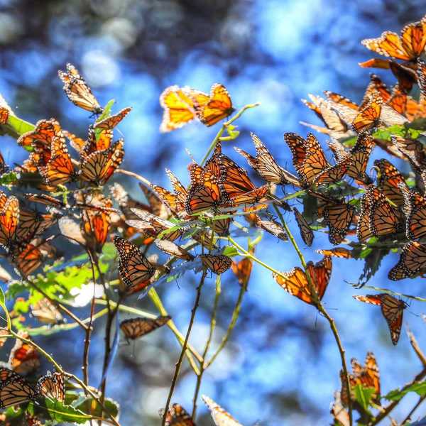 a cluster of dozens of orange and black monarch butterflies