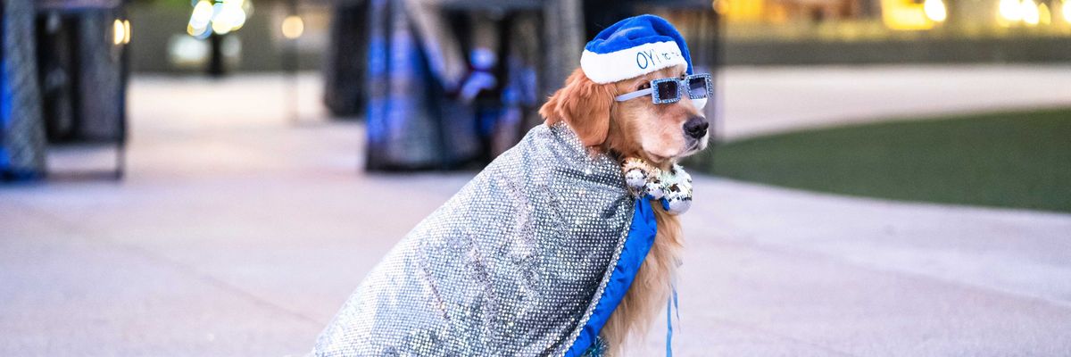 a dog in a hanukkah costume