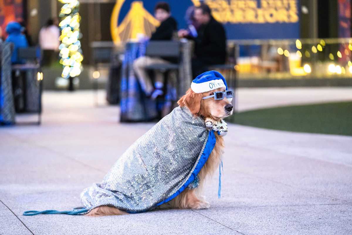 a dog in a hanukkah costume