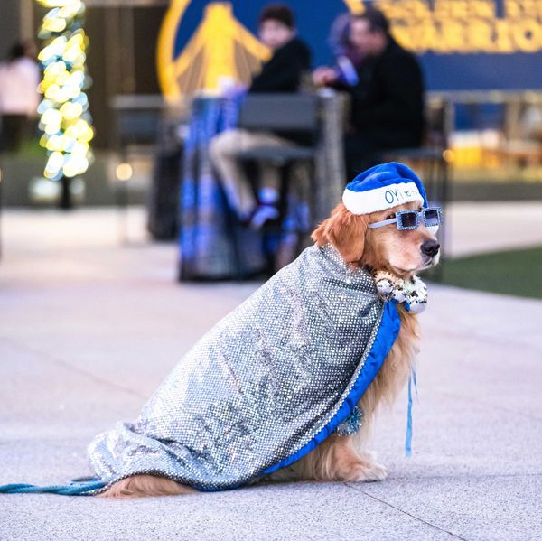 a dog in a hanukkah costume