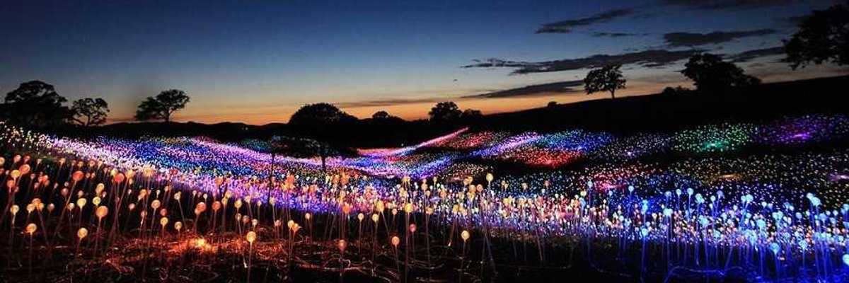 a field of light that looks like a field of flowers