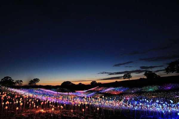 a field of light that looks like a field of flowers