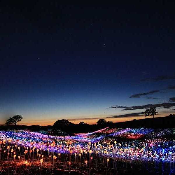 a field of light that looks like a field of flowers