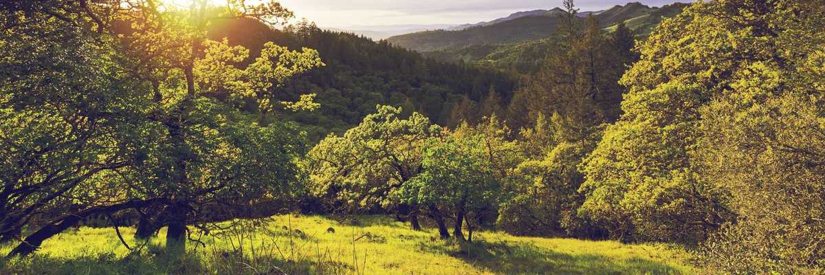 a green valley with rolling hills and oak trees
