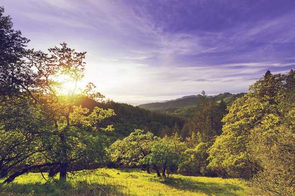 a green valley with rolling hills and oak trees