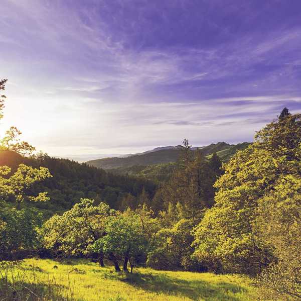 a green valley with rolling hills and oak trees