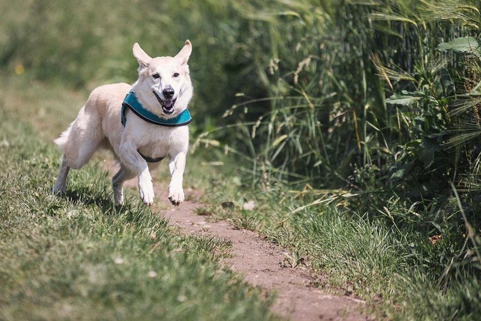 A happy dog wearing a harness runs on a grassy trail beside lush green plants.