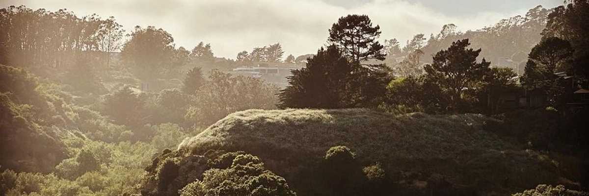 a hillside covered in vegetation with fog in the distance