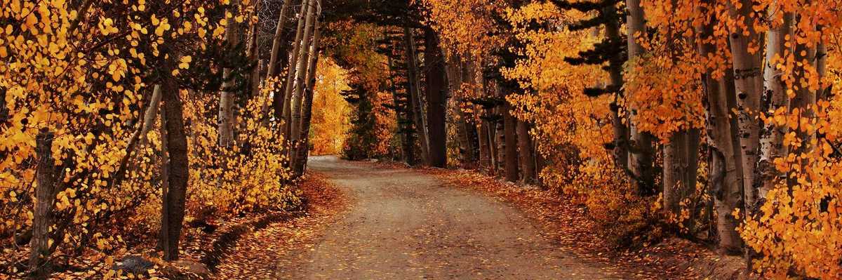 a road through a tunnel of autumn colored trees