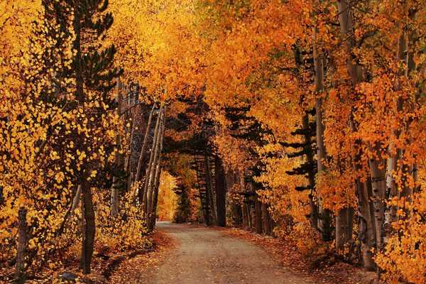 a road through a tunnel of autumn colored trees