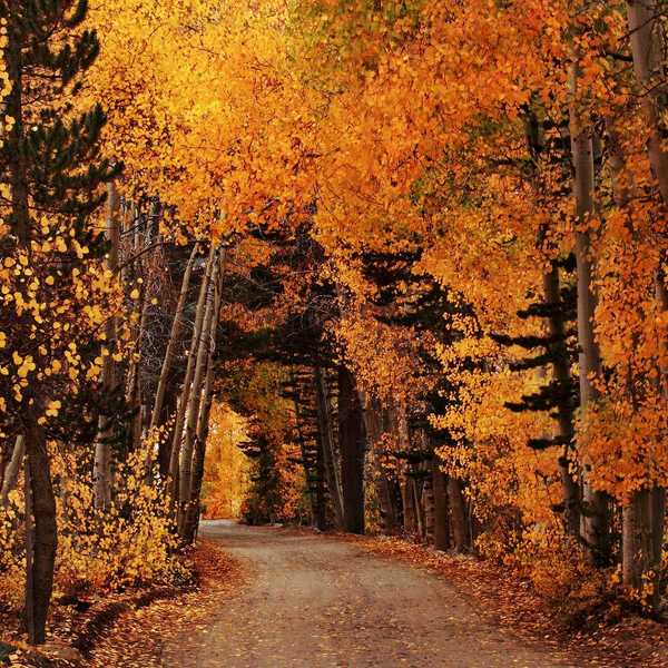 a road through a tunnel of autumn colored trees