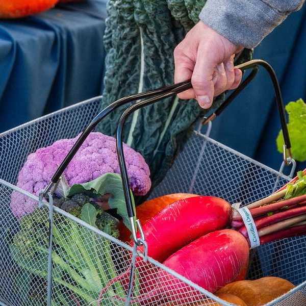 a shopping basket of farmers market veggies in the hand of a shopper