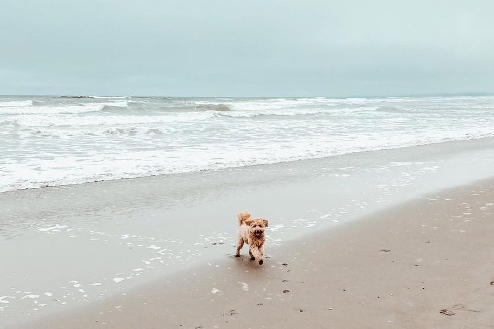 A small dog runs joyfully along a sandy beach with gentle waves in the background.