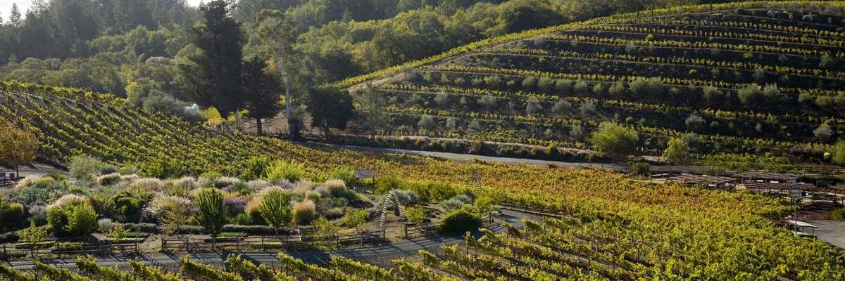 a vineyard with native plants in a small garden in the midground