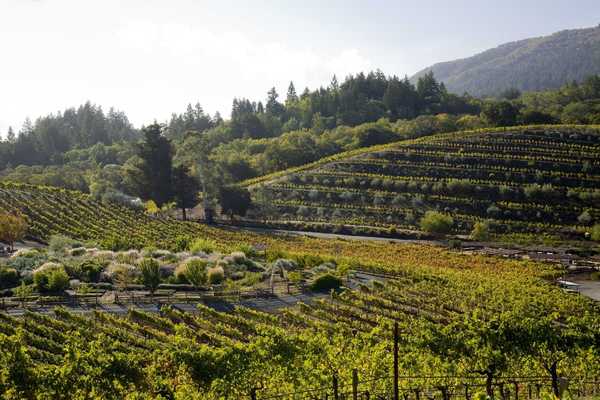 a vineyard with native plants in a small garden in the midground