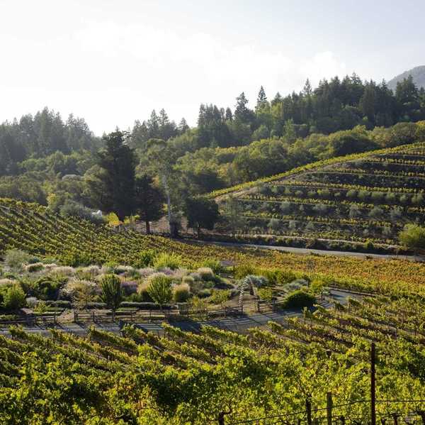 a vineyard with native plants in a small garden in the midground