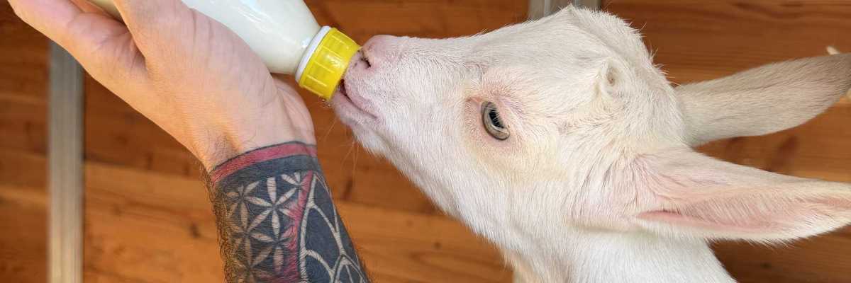 a white baby goat drinking from a bottle being held by a hand with a red and black sleeve tattoo