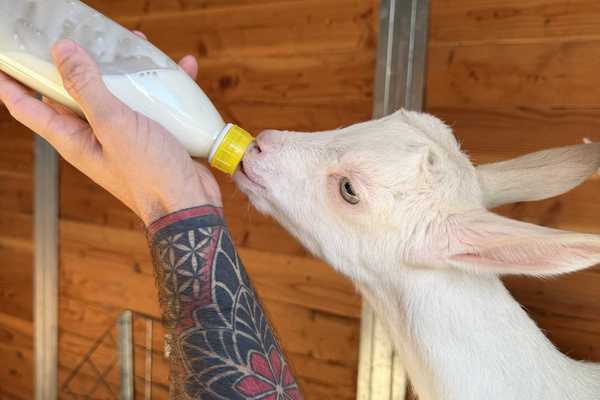 a white baby goat drinking from a bottle being held by a hand with a red and black sleeve tattoo