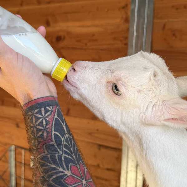 a white baby goat drinking from a bottle being held by a hand with a red and black sleeve tattoo