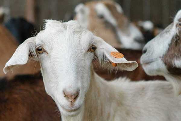 a white goat looking at the camera with other goats behind her