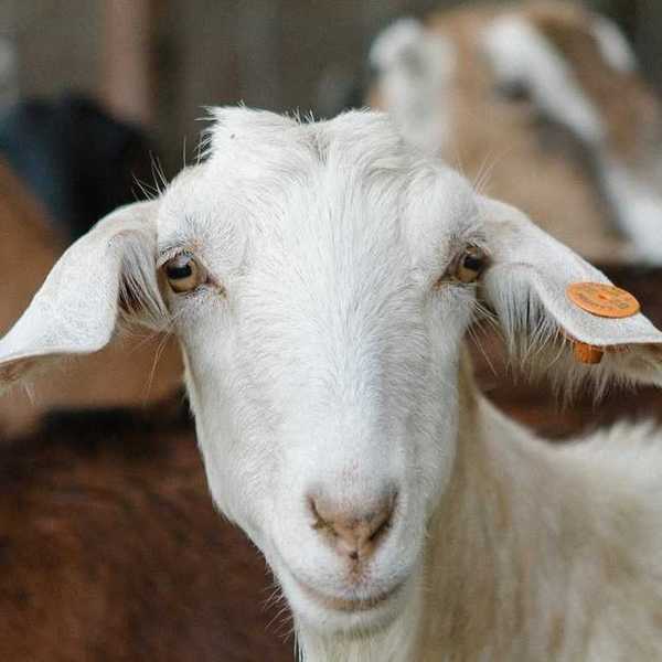 a white goat looking at the camera with other goats behind her