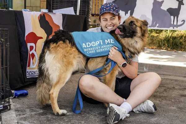 a woman in a hat and sneakers sitting with a German Shepherd mix wearing an "adopt me" vest