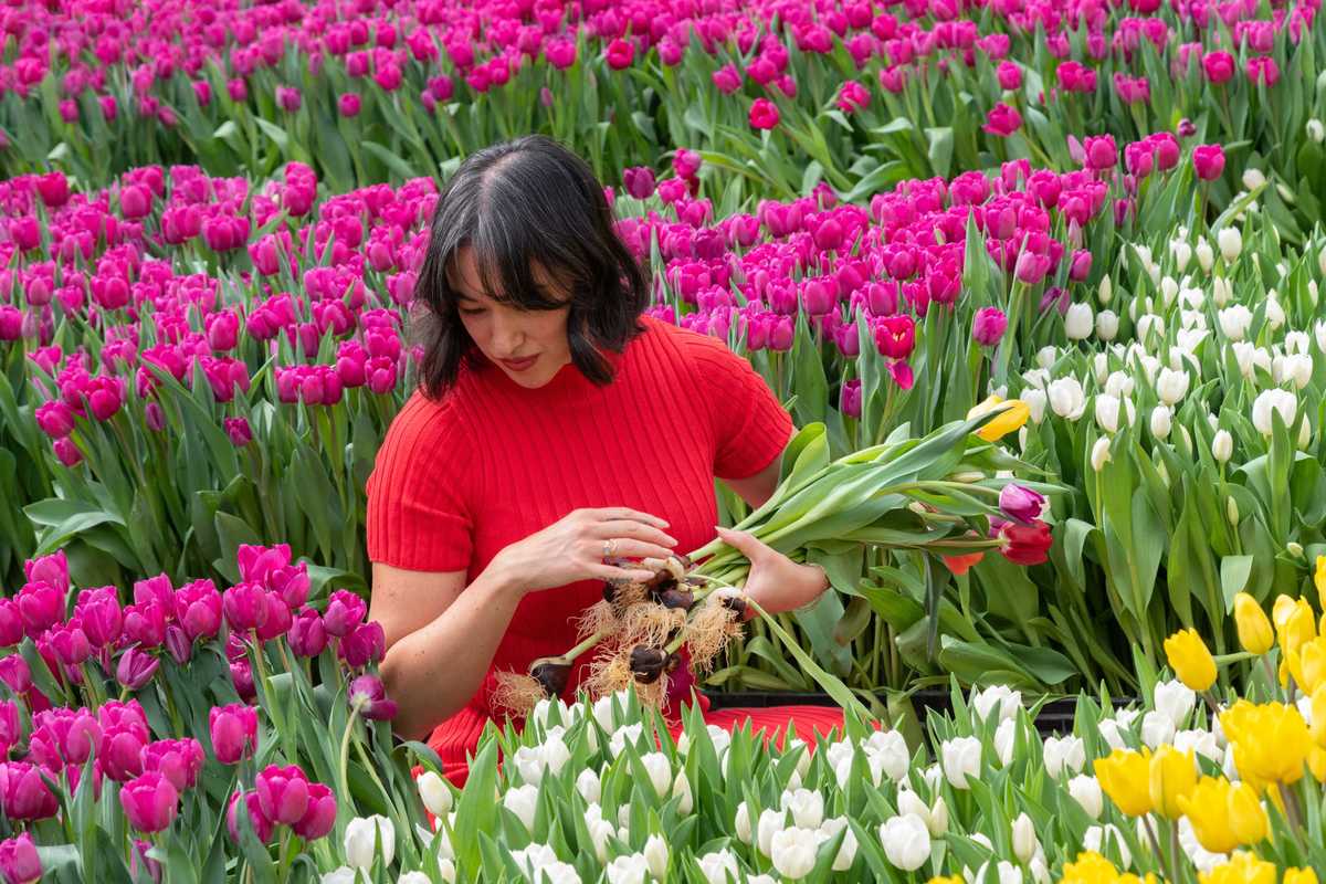 a woman standing amidst hundreds of differently colored tulips