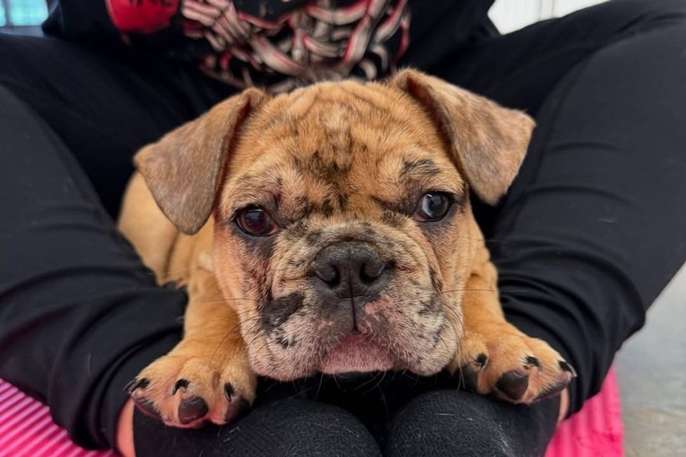 Brindle bulldog puppy resting its head on someone's lap.