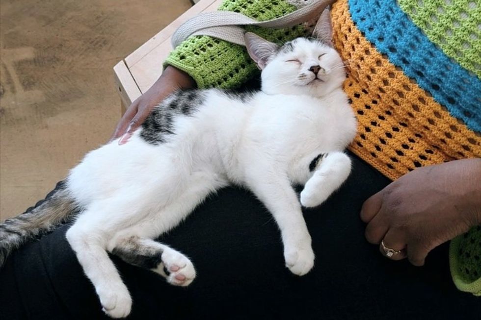 Cat peacefully sleeping on a person's lap wearing colorful crocheted clothes.