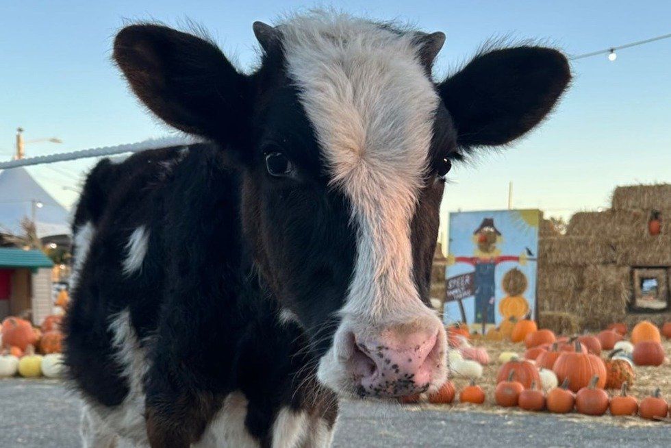 Close-up of a black and white calf surrounded by pumpkins and hay bales.