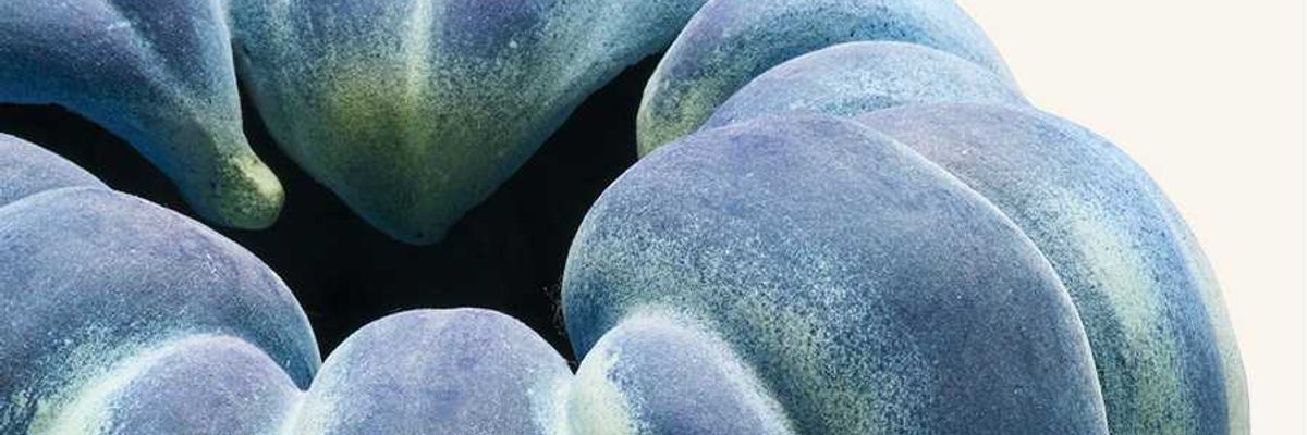 Close-up of a bluish-green, ribbed, rounded pumpkin.