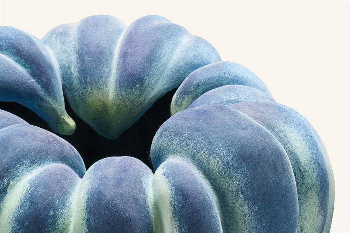 Close-up of a bluish-green, ribbed, rounded pumpkin.