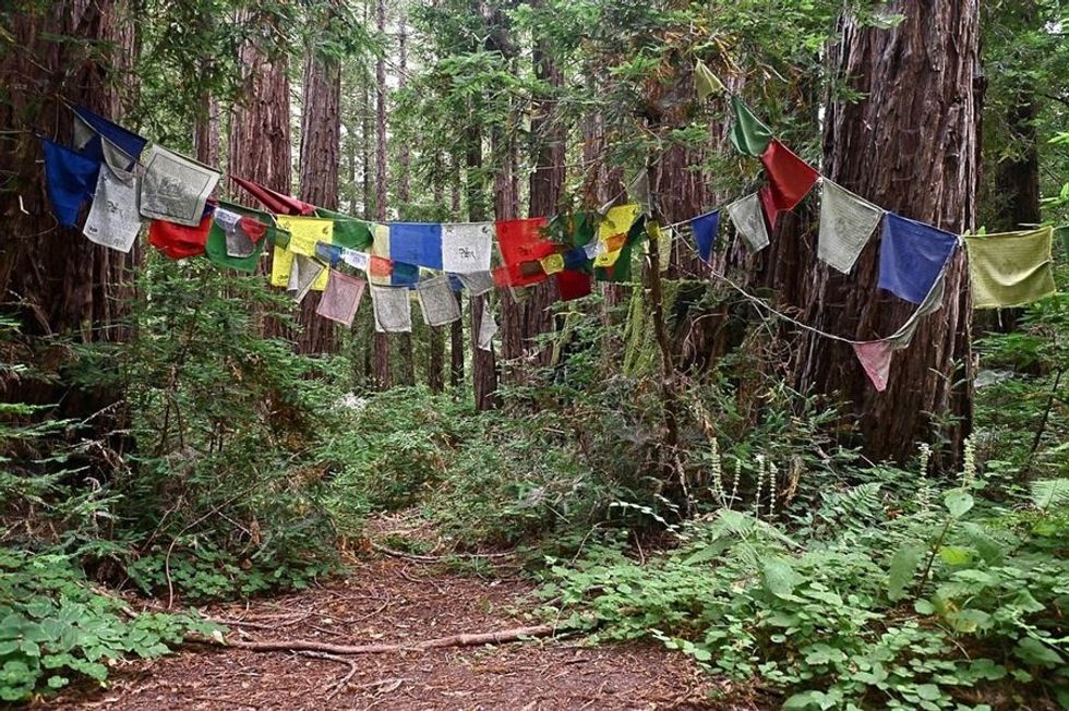Colorful prayer flags hanging in a lush forest with tall trees.