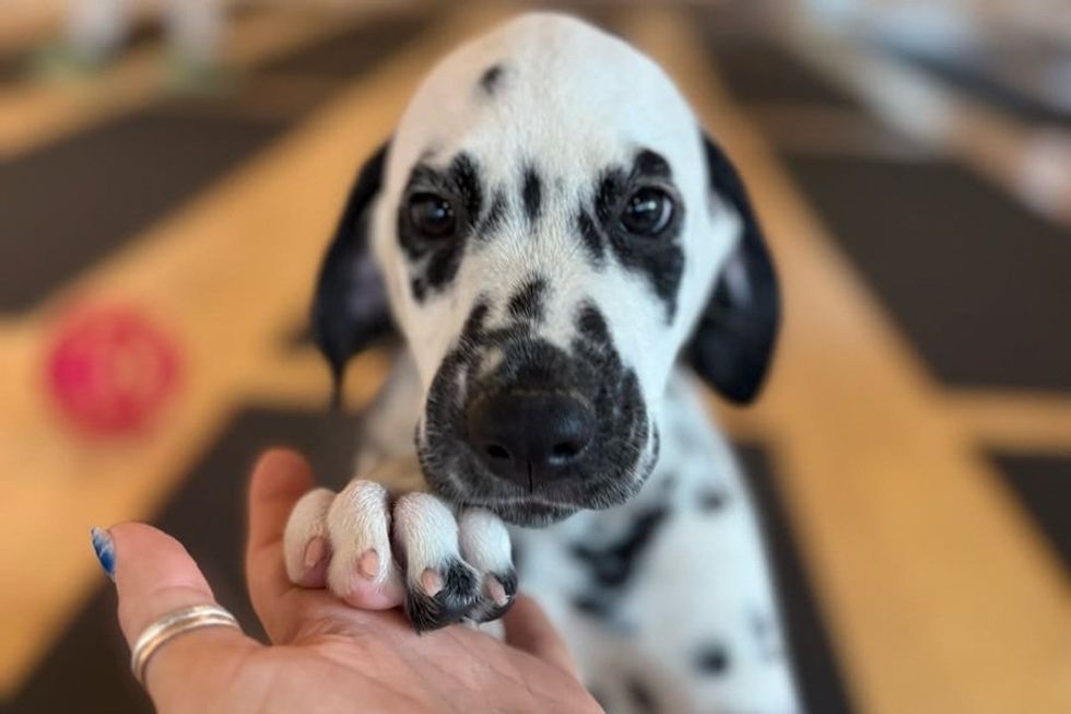 Dalmatian puppy with paw on a person's hand, looking up adorably.