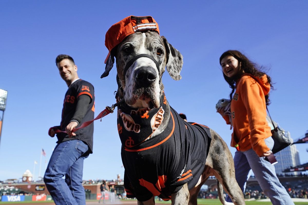 dog-baseball-game-giants-oracle-park