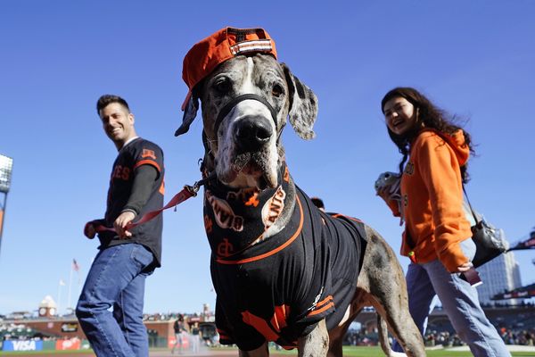 dog-baseball-game-giants-oracle-park