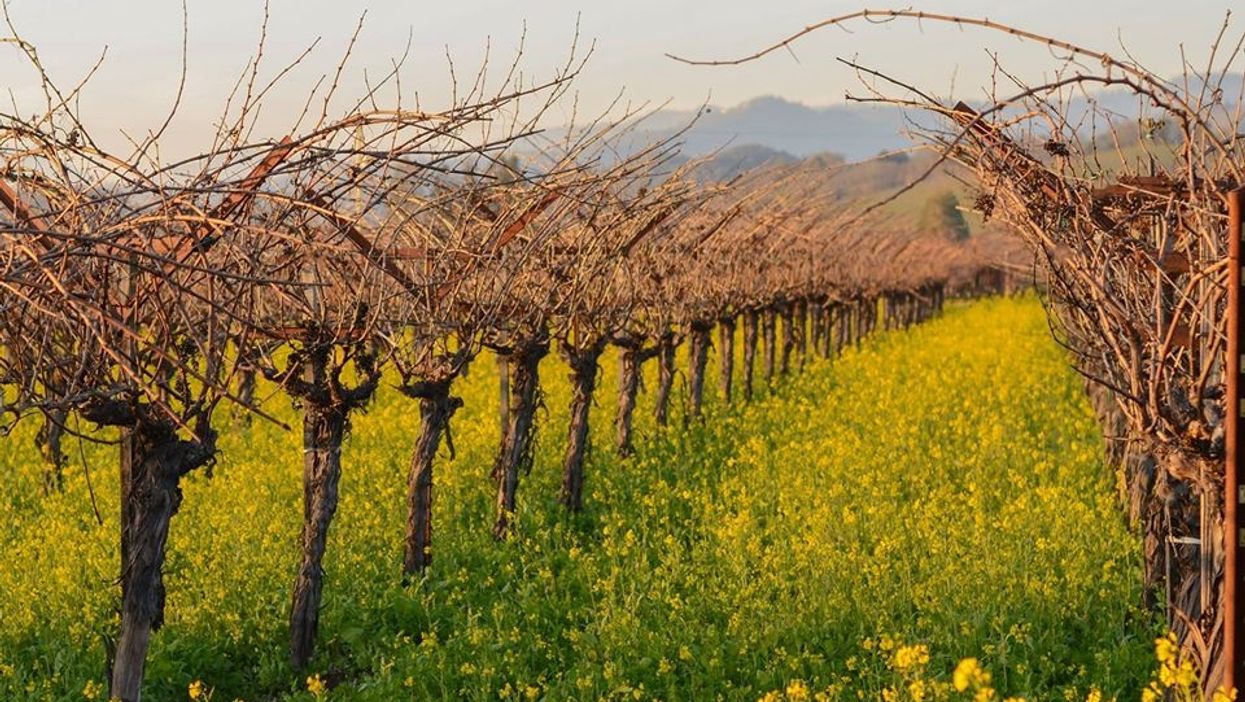 20 Reasons to Visit California's Wine Country in 2020