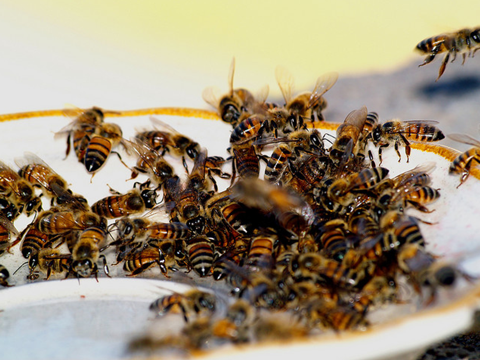 Honey Baby: A Three-Step Program for Bee-ing Here Now
