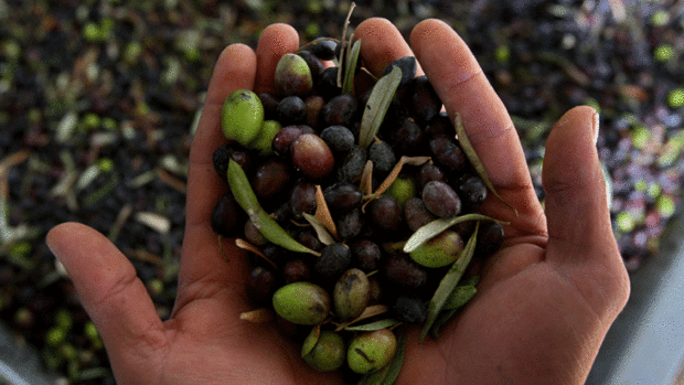 Day Trip: Feast of the Olive in Sonoma