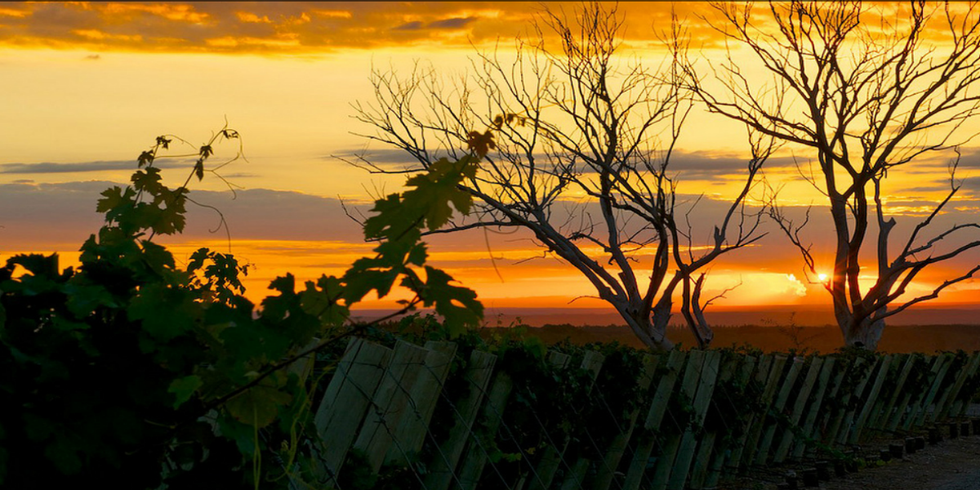 Introducing California’s Next Big Winemaking Region…Argentina?