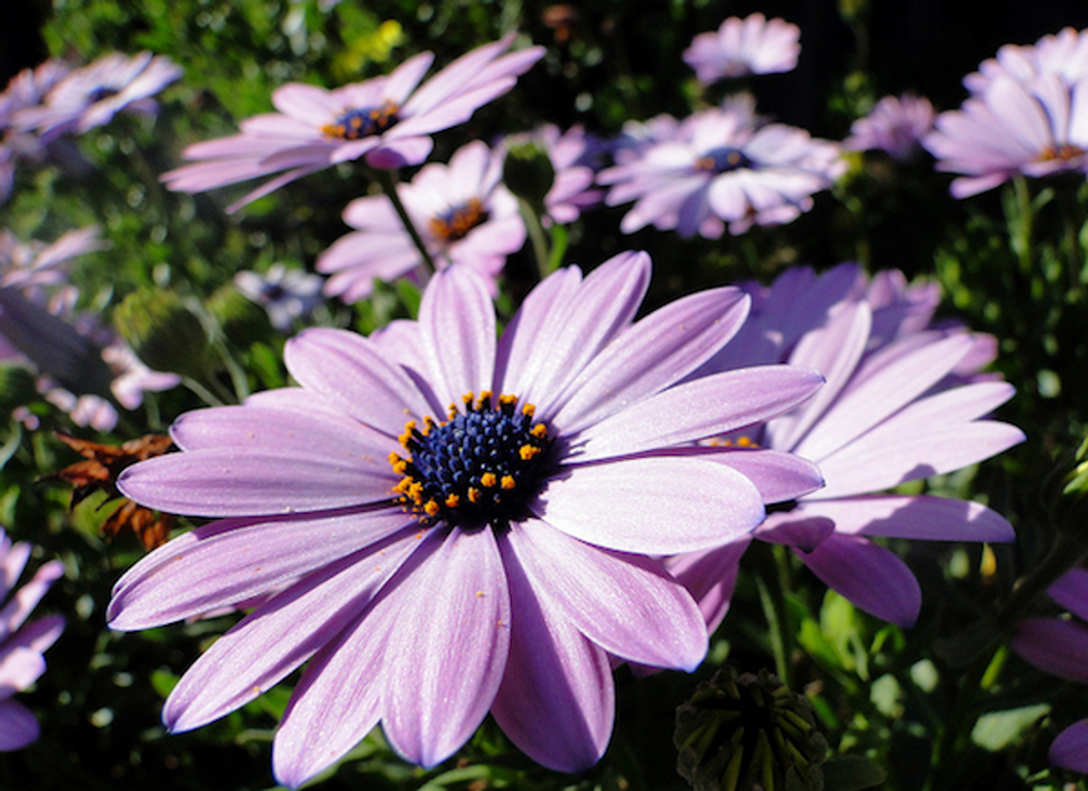 Blossom Organics: Organic Care for Down There