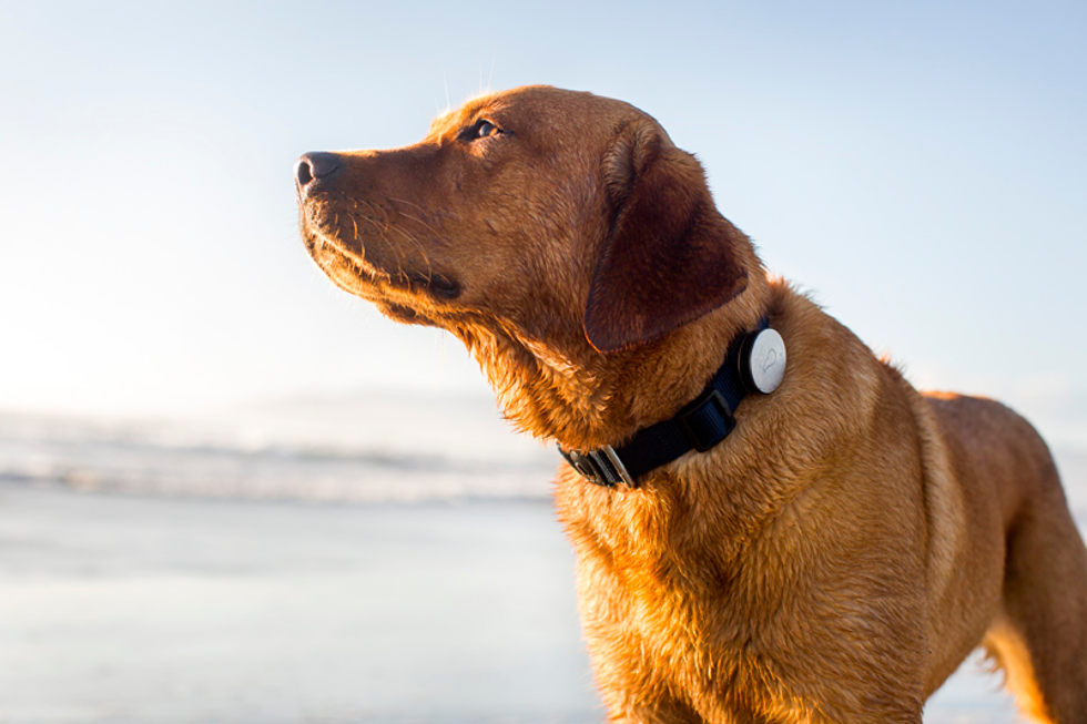 Whistle Makes a Wireless Device That Monitors Your Dog's Health